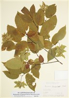 藏品(歐洲鵝耳櫪)的圖片